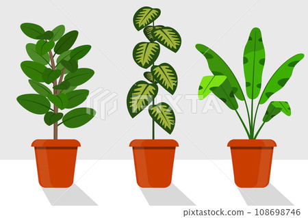Flat style room plants in pots, vector illustration. Dieffenbachia, ficus. 108698746