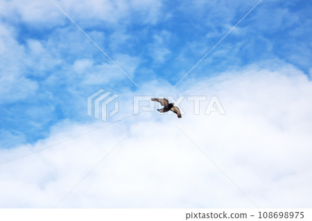 Bird is flying in bright blue sky 108698975