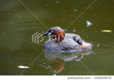 小鸊鷉在父母鳥背上打瞌睡 小鸊鷉在父母鳥背上打瞌睡 108699079
