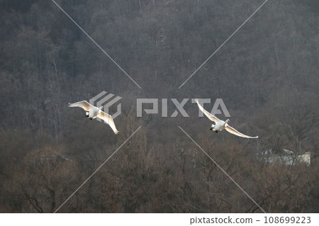 A pair of swans taking flight in the morning sun A pair of swans taking flight in the morning sun 108699223