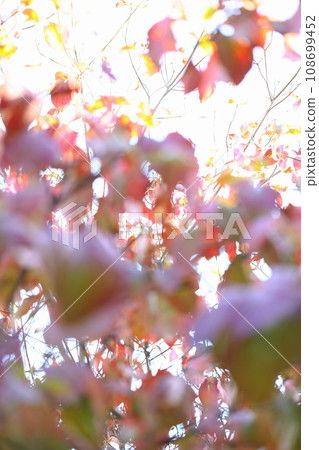 Out-of-focus of autumn leaves of dogwood [Sky background] [White background] 108699452