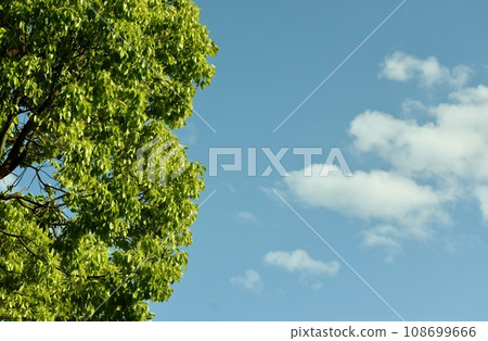 Fresh green camphor tree shining in the sunlight 108699666