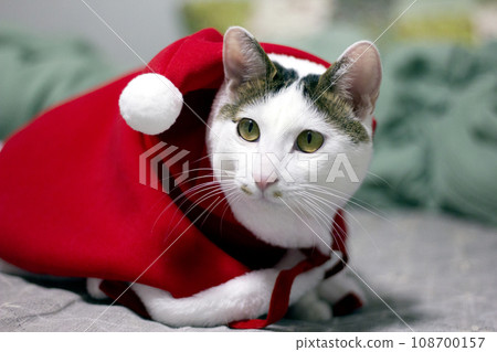 Cute Japanese Bobtail cat wearing a Christmas Santa suit and playing on the bed 108700157
