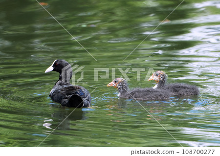 Oohan的父母和子女 Oohan的父母和子女 108700277