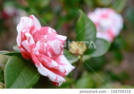 a Japanese camellia Flower, Red, Pink and White Color a Japanese camellia Flower, Red, Pink and White Color 108700558
