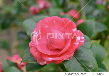 a Japanese camellia Flower, Red, Pink and White Color a Japanese camellia Flower, Red, Pink and White Color 108700560