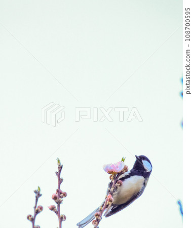 Great tit Great tit 108700595