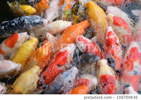 A carp that flocks on the bait 108700636