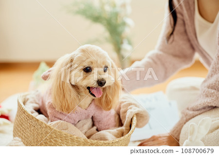 Christmas with a pet dog Christmas with a pet dog 108700679