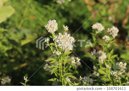White Fujibakama flowers blooming in the autumn park 108701611