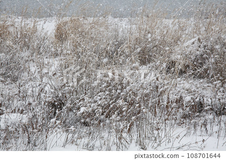 湖岸乾草上的雪 108701644