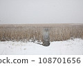 雪中的奧中湖，枯萎的蘆葦 108701656