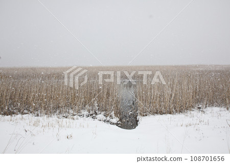 雪中的奧中湖，枯萎的蘆葦 108701656