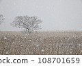 一個大湖被雪覆蓋，一片死蘆葦叢中的樹林 108701659