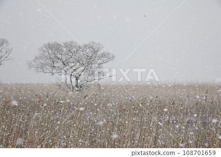 一個大湖被雪覆蓋,一片死蘆葦叢中的樹林 一個大湖被雪覆蓋,一片死蘆葦叢中的樹林 108701659