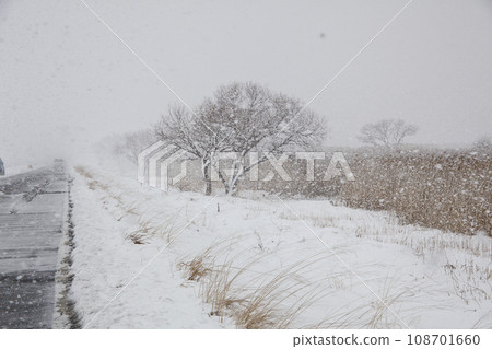 雪景。台中湖畔乾草上的雪 雪景。台中湖畔乾草上的雪 108701660