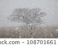 雪落在枯死的蘆葦叢中的樹林上 108701661