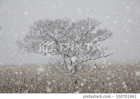雪落在枯死的蘆葦叢中的樹林上 108701661