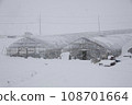 溫室裡的雪 108701664