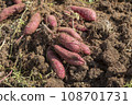 harvested sweet potato 108701731