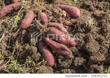 收穫的地瓜 108701731