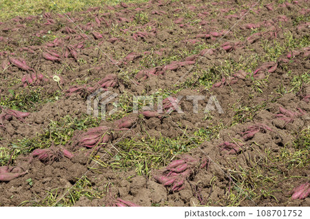 Distant view of sweet potato field Distant view of sweet potato field 108701752