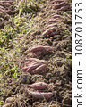 A lot of freshly dug sweet potatoes in the field 108701753