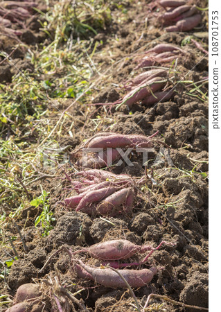 田裡有很多新挖的紅薯 108701753