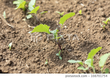 Germinated autumn vegetable seedlings Germinated autumn vegetable seedlings 108701754