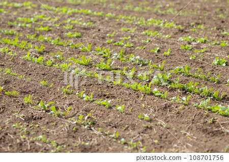 Germinated field vegetables Germinated field vegetables 108701756