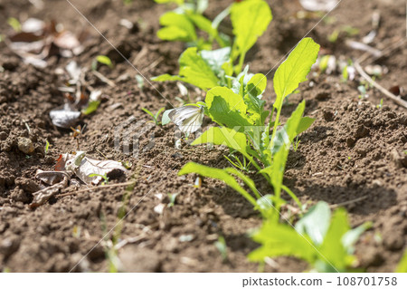 田間種植的蔬菜芽 田間種植的蔬菜芽 108701758