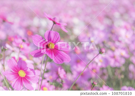 美麗綻放的秋天櫻花 108701810