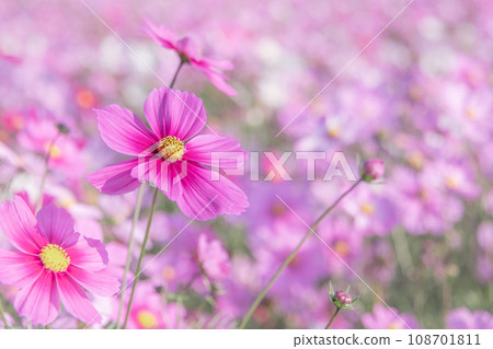 美麗綻放的秋天櫻花 美麗綻放的秋天櫻花 108701811