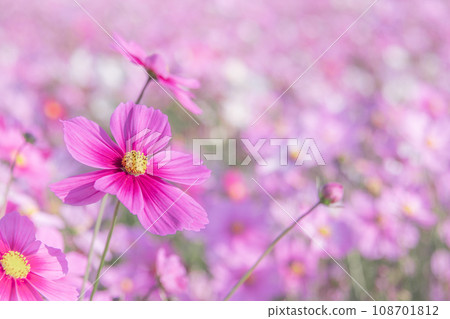 美麗綻放的秋天櫻花 美麗綻放的秋天櫻花 108701812