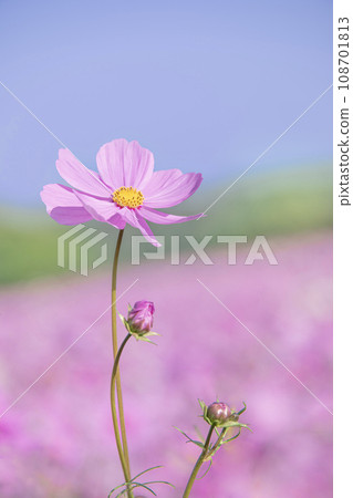 美麗綻放的秋天櫻花 美麗綻放的秋天櫻花 108701813