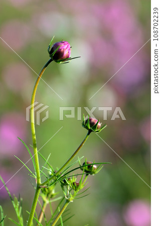 開花在秋天領域的桃紅色波斯菊花 108702239