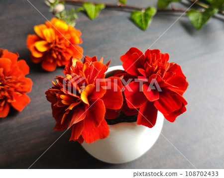 Tabletop marigold-1 108702433
