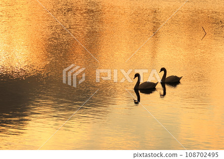 Swans swimming on the lake surface at dusk 108702495