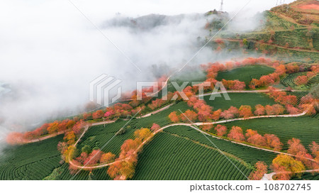 Cherry blossom and tea hill in Sapa, Vietnam. 108702745