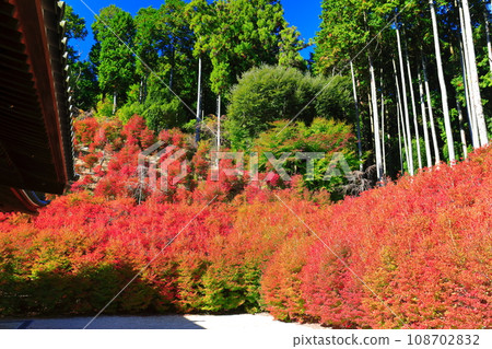 [Fukuoka Prefecture] Dodan Azalea of Hyakukannondo of Nozan Kannonji Temple on a clear day 108702832
