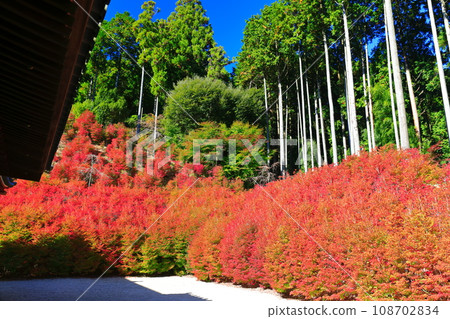 [Fukuoka Prefecture] Dodan Azalea of Hyakukannondo of Nozan Kannonji Temple on a clear day 108702834