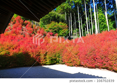 [Fukuoka Prefecture] Dodan Azalea of Hyakukannondo of Nozan Kannonji Temple on a clear day 108702839