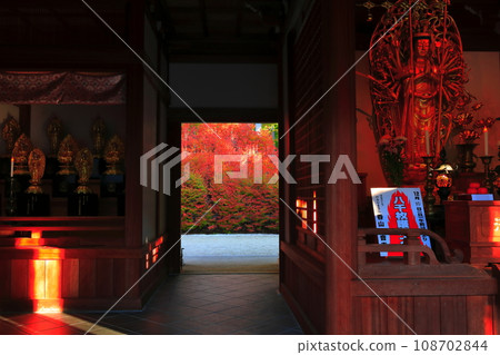 [福岡縣] 能山觀音寺百觀音堂的道壇杜鵑 108702844