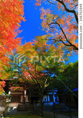 [福岡縣]晴天天王院本堂的紅葉（野山觀音寺） 108702849