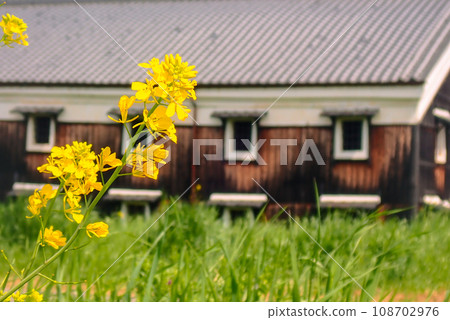 A photo of a sake brewery in Fushimi Ward, Kyoto City, where rape blossoms are blooming, heralding the arrival of spring. A photo of a sake brewery in Fushimi Ward, Kyoto City, where rape blossoms are blooming, heralding the arrival of spring. 108702976