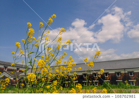A photo of a sake brewery in Fushimi Ward, Kyoto City, where rape blossoms are blooming, heralding the arrival of spring. A photo of a sake brewery in Fushimi Ward, Kyoto City, where rape blossoms are blooming, heralding the arrival of spring. 108702981