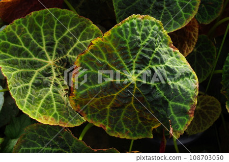 Plant leaves Plant leaves 108703050