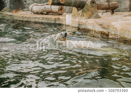 White bear swimming in prague zoo. Nature concept. Beautiful wildlife. 108703360