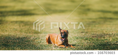 Panorama, Panoramic View Shot Scene Copy Space Malinois Dog Sit Outdoors In Grass. Belgian Sheepdog Are Active, Intelligent, Friendly, Protective, Alert And Hard-working. Shepherd, Belgium, Chien De 108703603