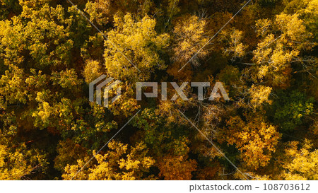 Aerial View Of Oak Forest . Elevated View Of Woods Forest Landscape During Sunset In Autumn Evening. Calm Flight Above Fall Autumn Mixed Forest During Beautiful Sunset Evening. Sun Sunlight Through Aerial View Of Oak Forest . Elevated View Of Woods Forest Landscape During Sunset In Autumn Evening. Calm Flight Above Fall Autumn Mixed Forest During Beautiful Sunset Evening. Sun Sunlight Through 108703612